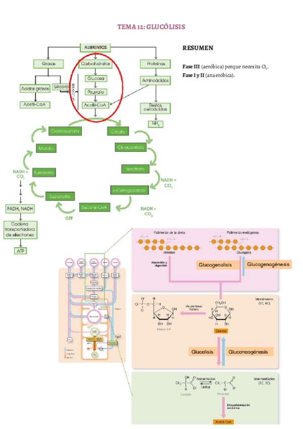 Miniatura del documento TEMA-12.pdf
