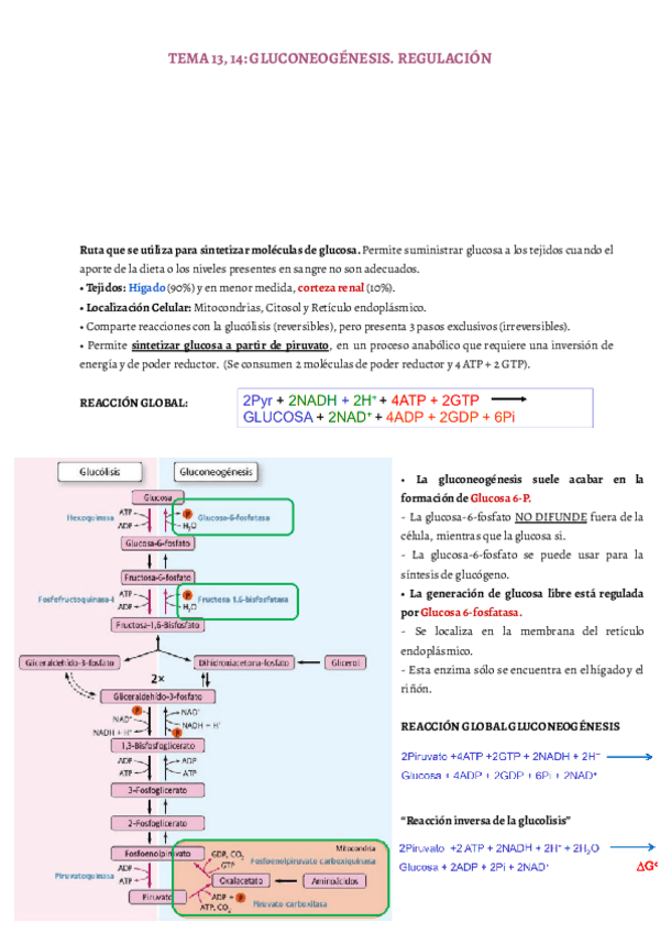 Miniatura del documento TEMA-13-14-GLUCONEOGENESIS.pdf