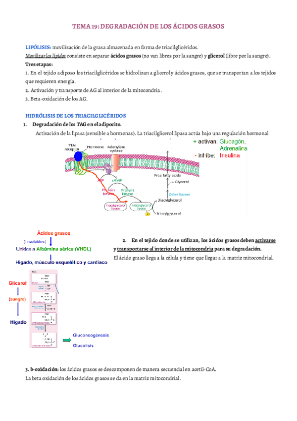 Miniatura del documento TEMA-19.pdf