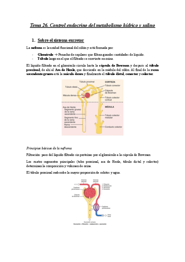 Miniatura del documento Apuntes-Tema-26.pdf