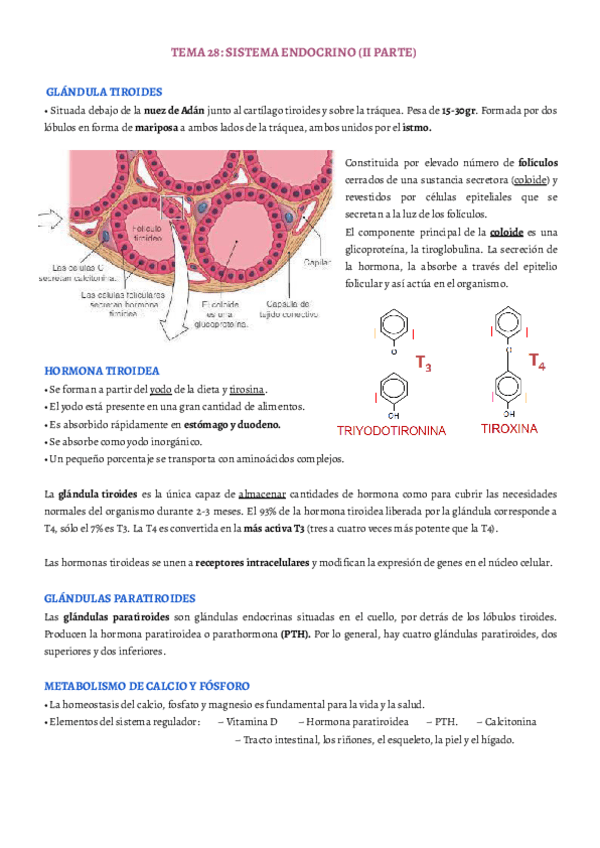 Miniatura del documento TEMA-28.pdf