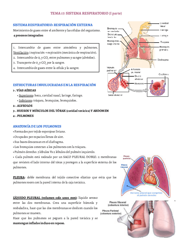 Miniatura del documento TEMA-17.pdf
