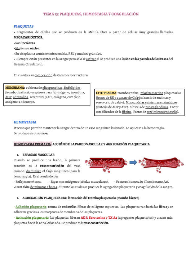 Miniatura del documento TEMA-13.pdf