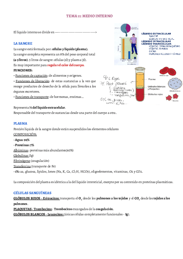 Miniatura del documento TEMA-11.pdf
