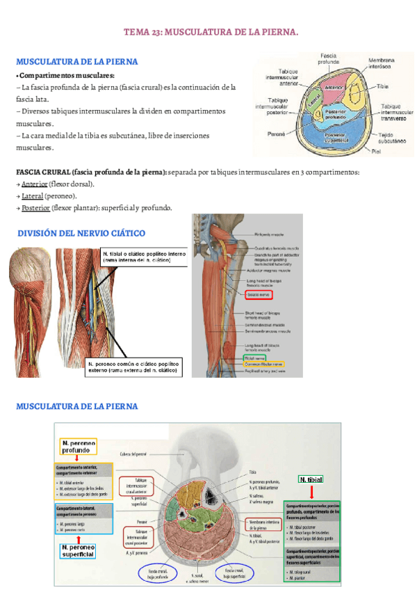 Miniatura del documento TEMA-23.pdf