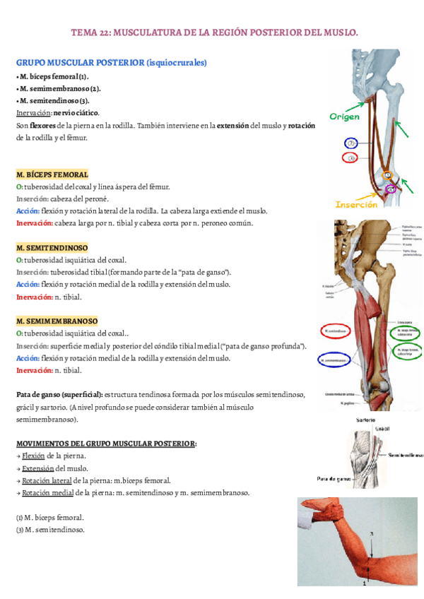 Miniatura del documento TEMA-22.pdf