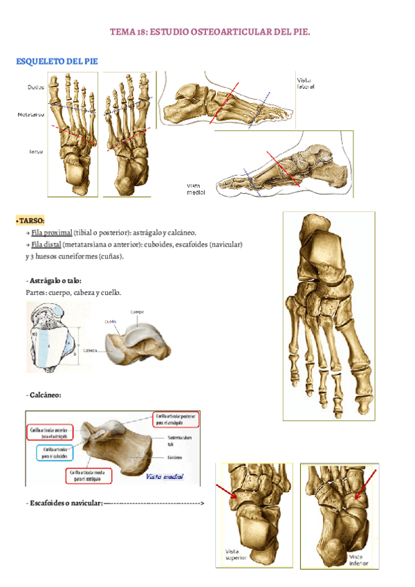 Miniatura del documento TEMA-18.pdf
