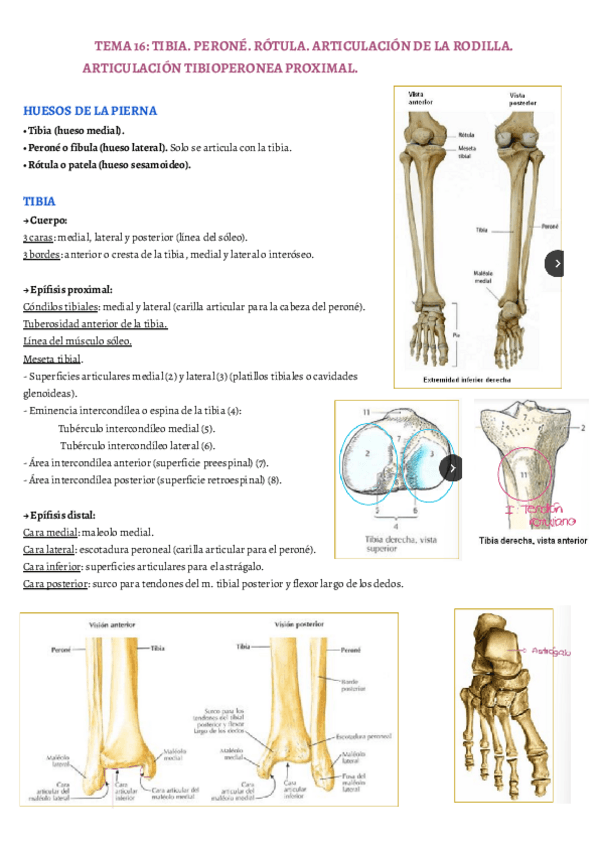 Miniatura del documento TEMA-16.pdf