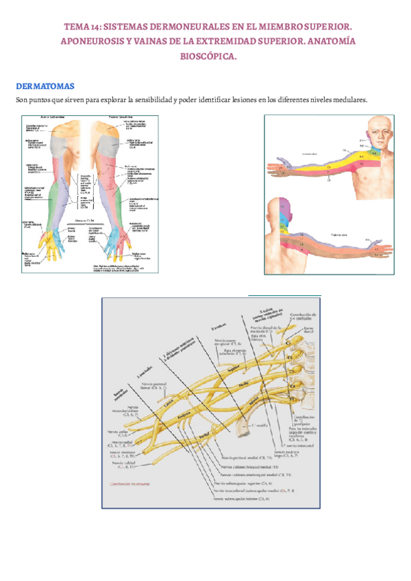 Miniatura del documento TEMA-14.pdf