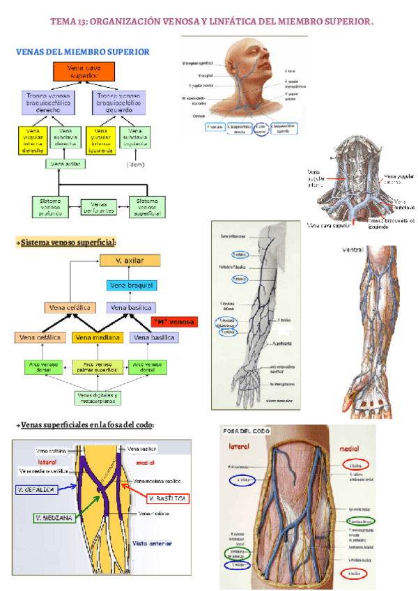 Miniatura del documento TEMA-13.pdf