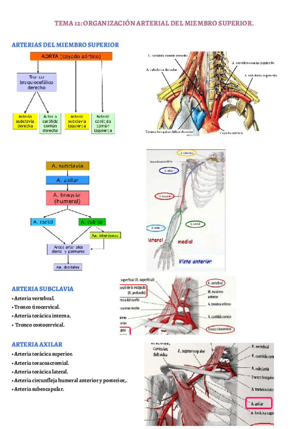 Miniatura del documento TEMA-12.pdf