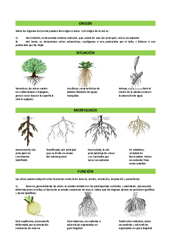 Miniatura del documento CLASIFICACIONES-RAIZ.pdf