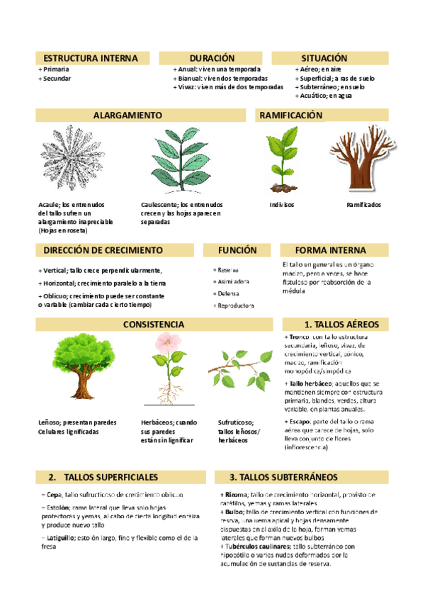 Miniatura del documento CLASIFICACIONES-TALLO.pdf