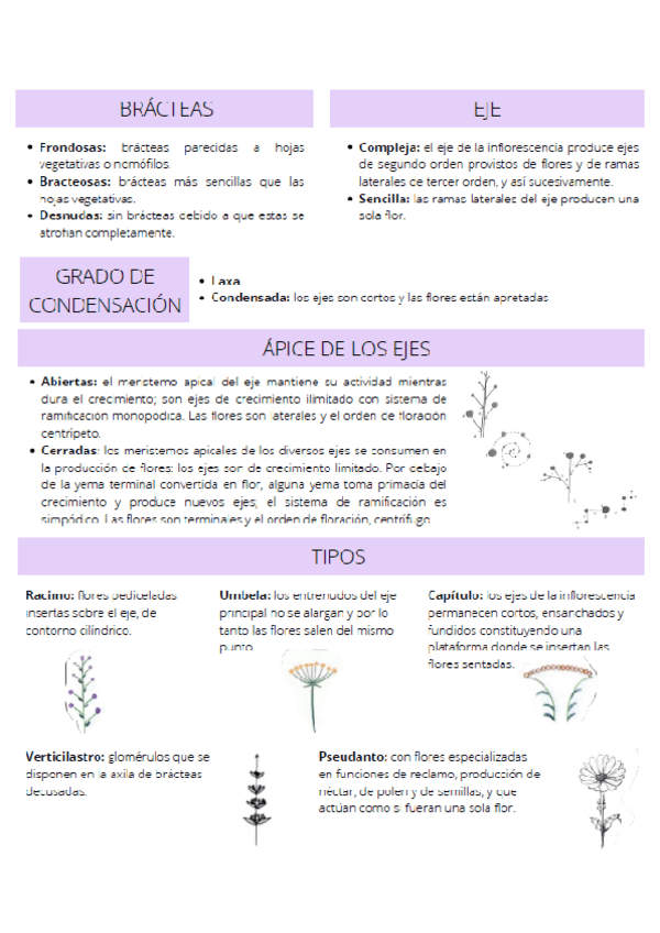 Miniatura del documento CLASIFICACIONES-INFLORESCENCIA.pdf