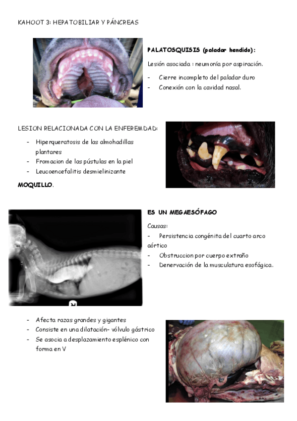 Miniatura del documento KAHOOT3-HEPATOBILIAR-Y-PANCREAS.pdf