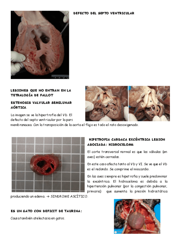 Miniatura del documento KAHOOT-1-CARDIORRESPIRATORIO.pdf