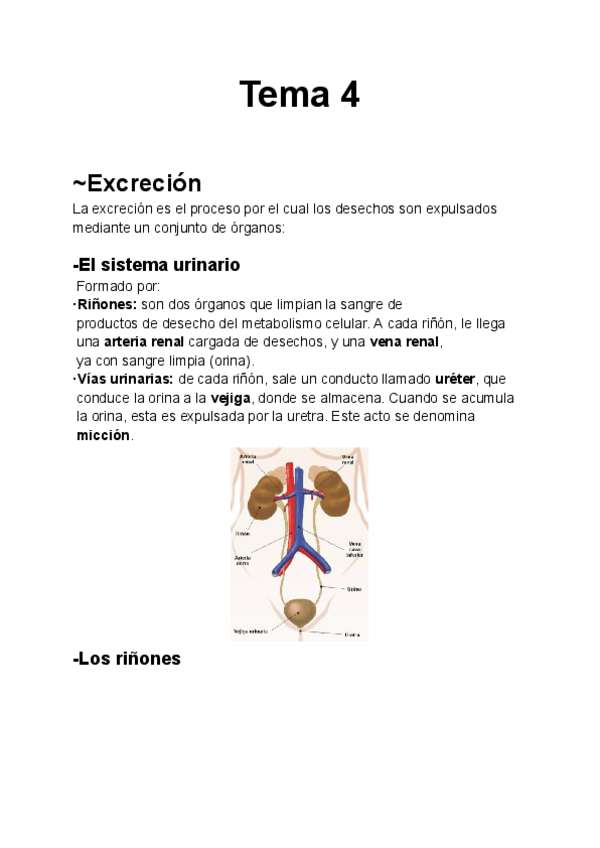 Miniatura del documento ByG-3-eso-La-excrecion-el-gusto-y-el-tacto.pdf