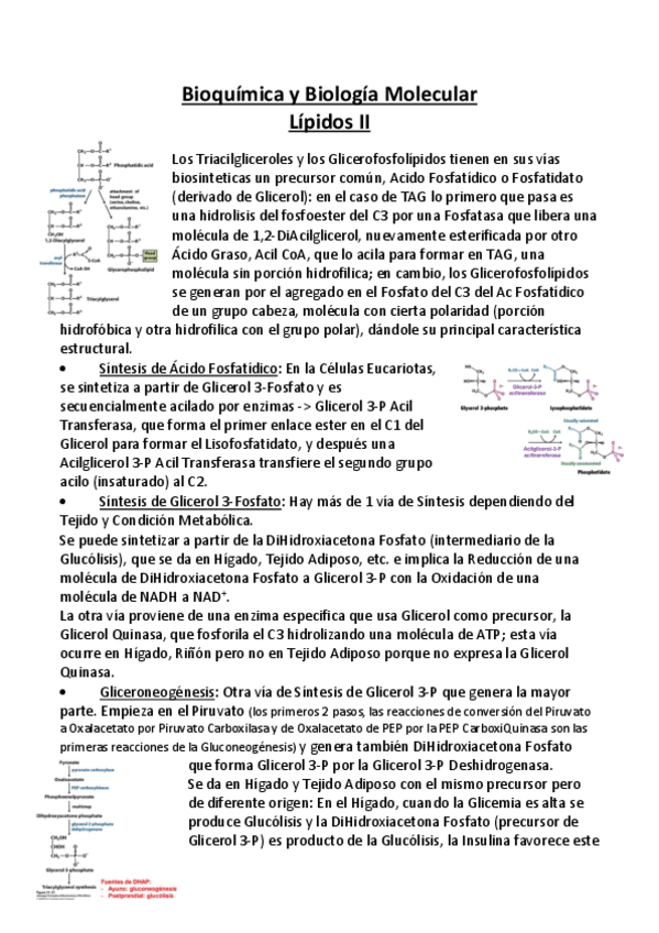 Miniatura del documento Bioquimica-y-Biologia-Molecular-APUNTES-8-Lipidos-II.pdf