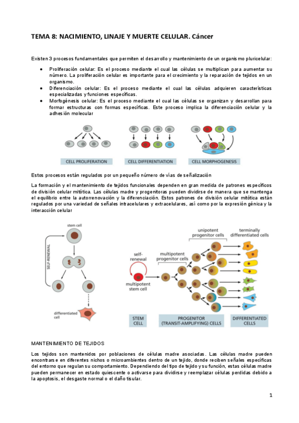 Miniatura del documento TEMA-8cancer-1.pdf