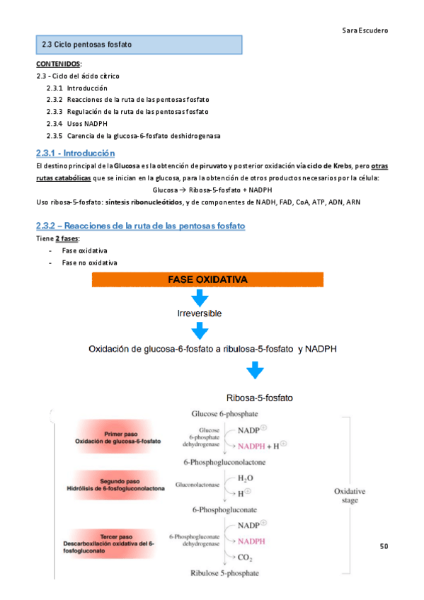 Miniatura del documento 2.3-Ciclo-pentosas-fosfato.pdf
