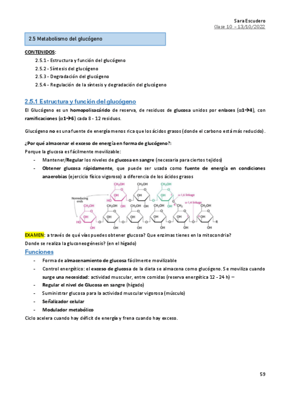 Miniatura del documento 2.5-Metabolismo-glucogeno.pdf