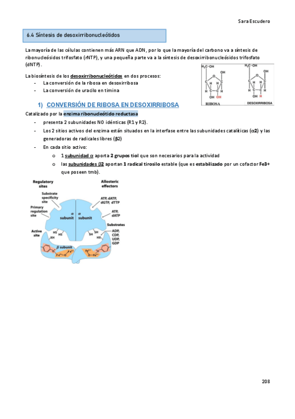 Miniatura del documento 6.4-Sintesis-desoxirribonucleotidos.pdf