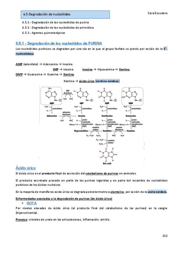 Miniatura del documento 6.5-Degradacion-nucleotidos.pdf