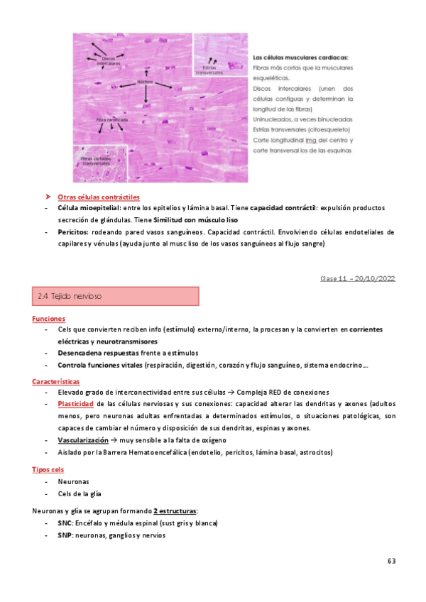 Miniatura del documento 2.8-Tejido-nervioso.pdf