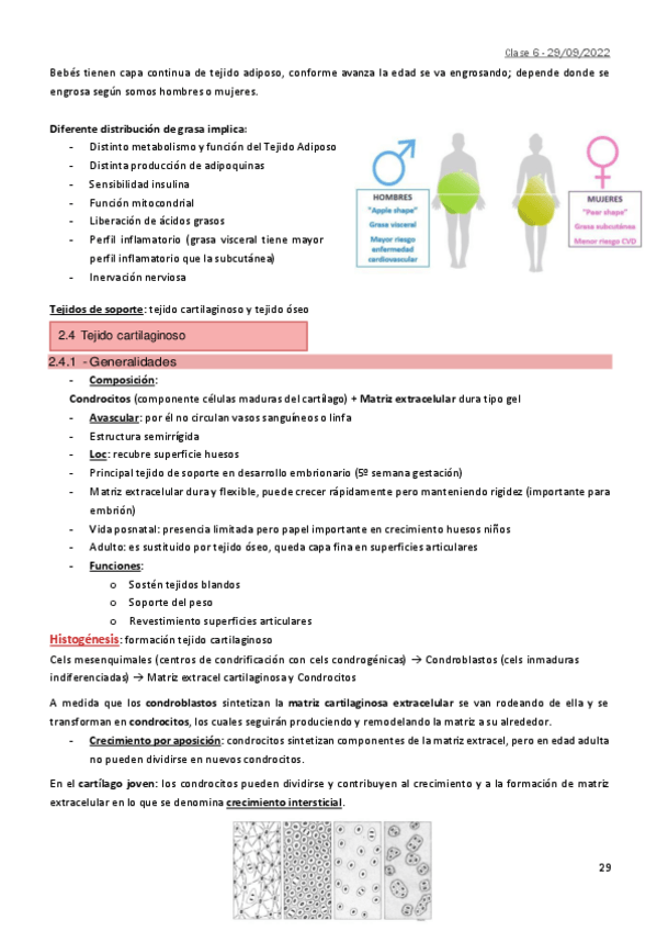 Miniatura del documento 2.4-Tejido-cartilaginoso.pdf