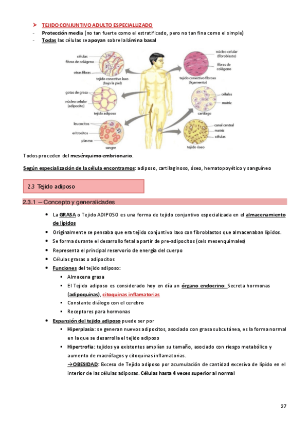 Miniatura del documento 2.3-Tejido-adiposo.pdf