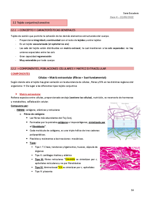 Miniatura del documento 2.2-Tejido-conjuntivo.pdf