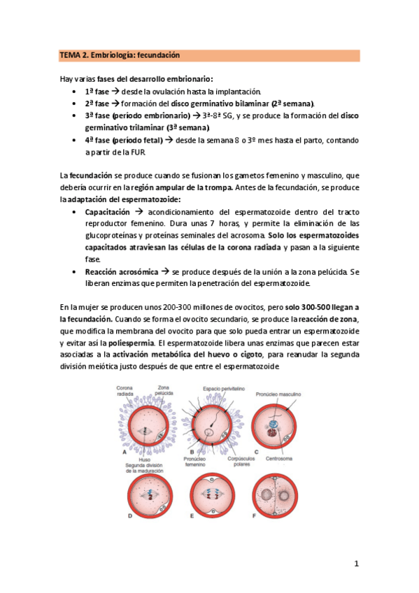 Miniatura del documento TEMA-2.-EmbrioFecundacion.pdf
