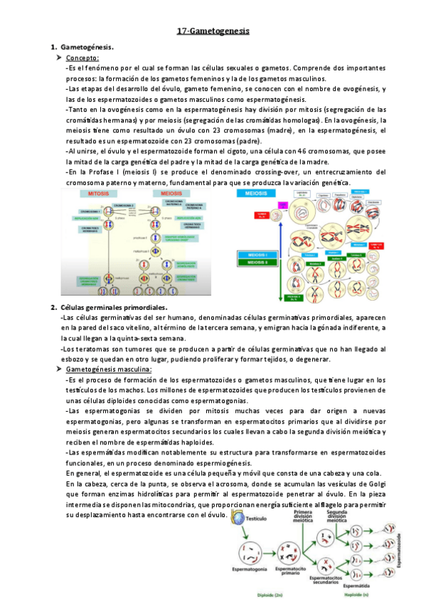Miniatura del documento 17-Gametogenesis.pdf