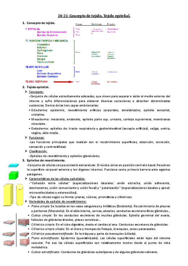 Miniatura del documento 20-21-Concepto-Tejido-Tejido-Epitelial.pdf