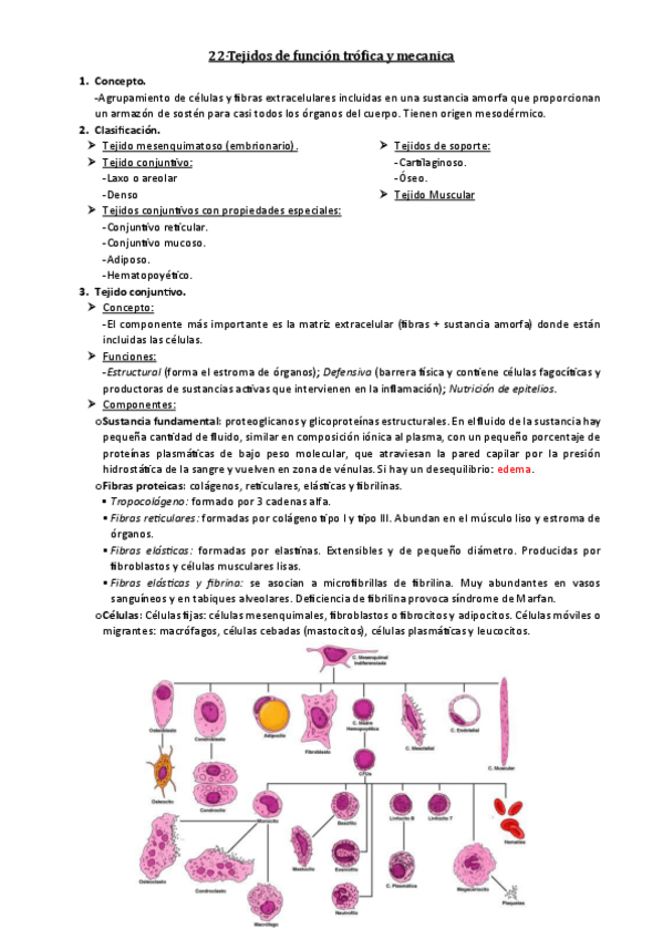 Miniatura del documento 22-Tejidos-de-funcion-trofica-y-mecanica.pdf