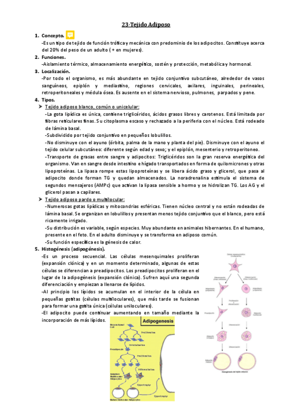 Miniatura del documento 23-Tejido-adiposo.pdf
