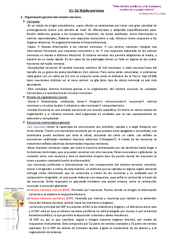 Miniatura del documento 31-36-Tejido-nervioso.pdf