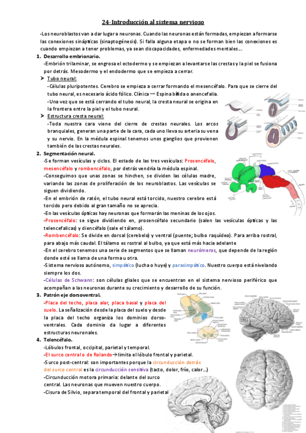 Miniatura del documento 24-Introduccion-al-sistema-nervioso.pdf