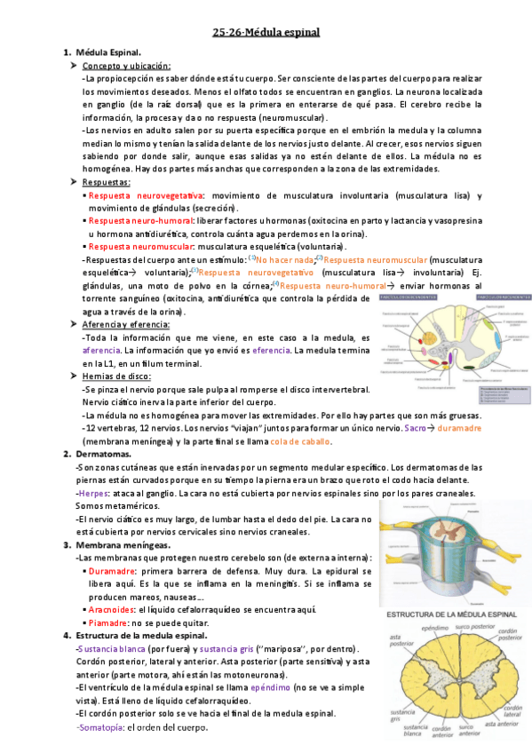 Miniatura del documento 25-26-Medula-Espinal.pdf