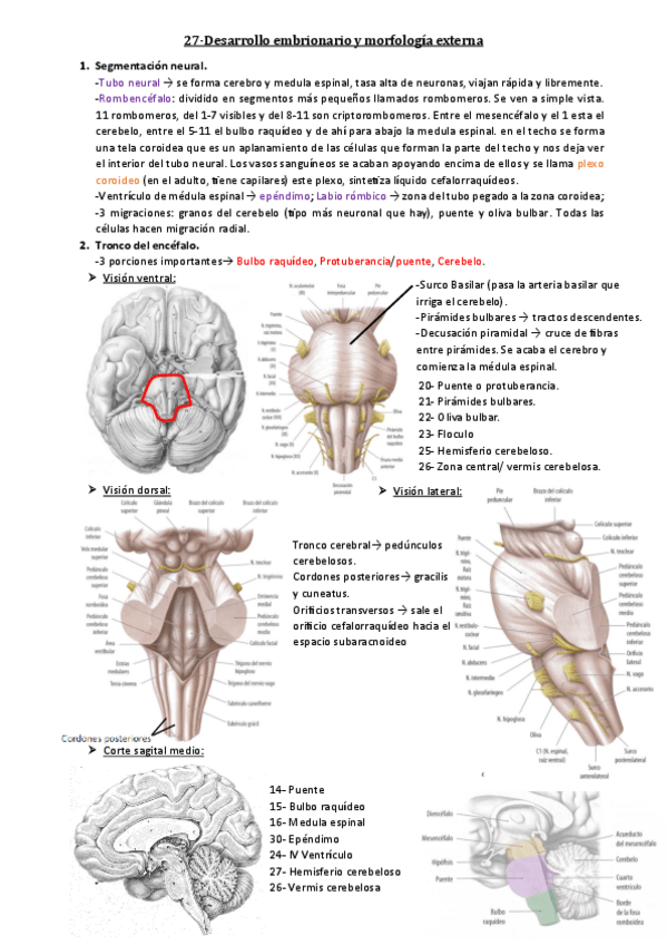 Miniatura del documento 27-Desarrollo-embrionario-y-morfologia-externa.pdf