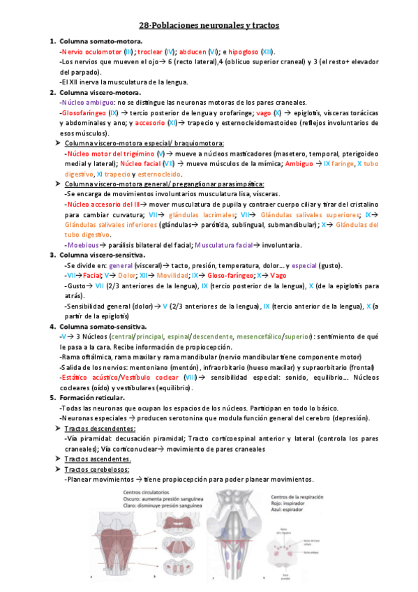 Miniatura del documento 28-Poblaciones-neuronales-y-tractos.pdf