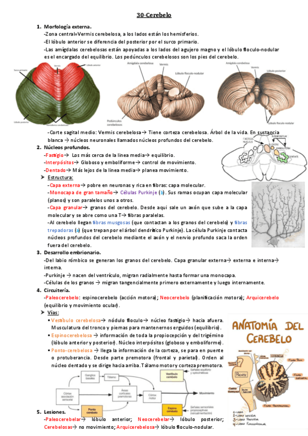 Miniatura del documento 30-Cerebelo.pdf
