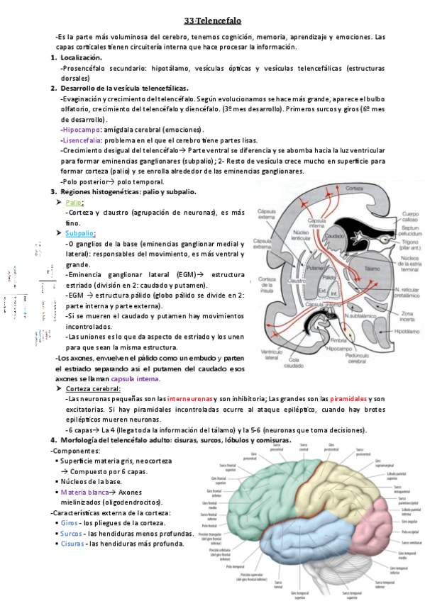Miniatura del documento 33-Telencefalo.pdf