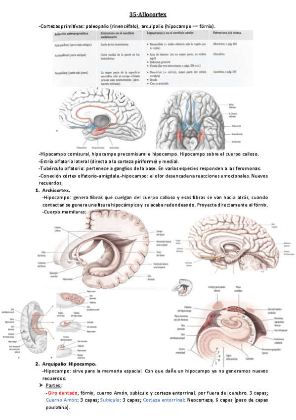 Miniatura del documento 35-Allocorteza.pdf