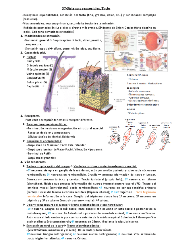 Miniatura del documento 37-Tacto.pdf