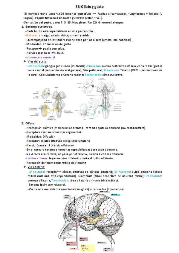 Miniatura del documento 38-Olfato-y-gusto.pdf