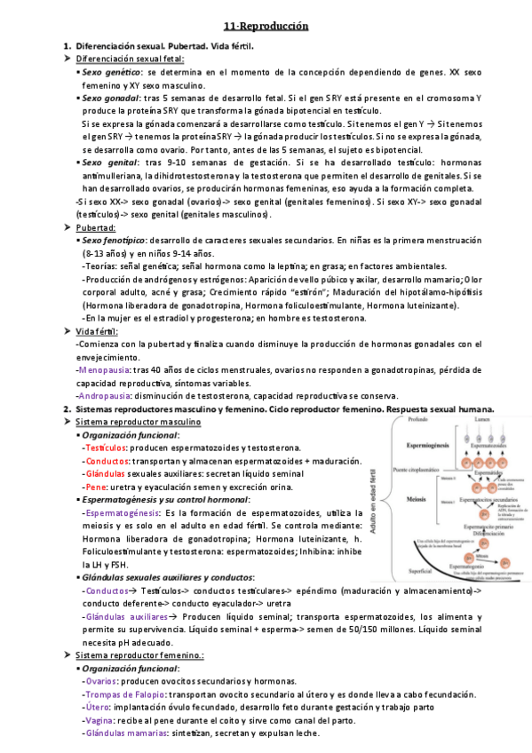 Miniatura del documento Tema-11.pdf