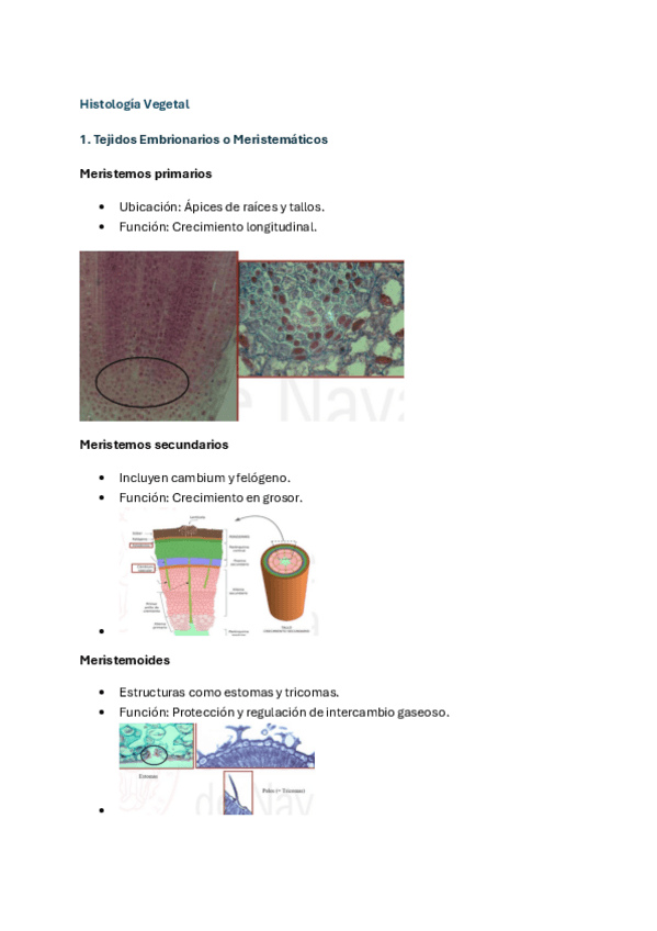 Miniatura del documento Histologia-vegetal.pdf