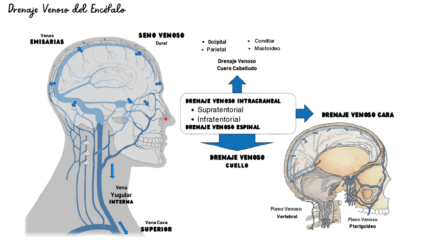 Miniatura del documento Drenaje-Venoso-del-Encefalo.pdf