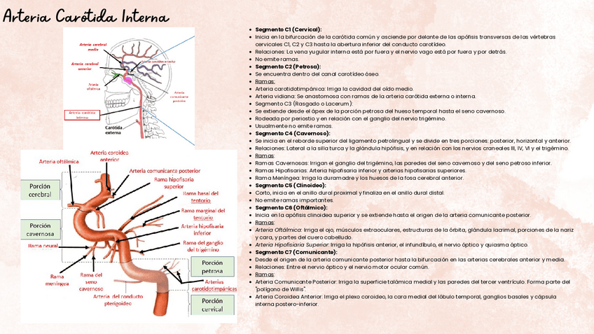 Miniatura del documento Arterias-y-Ramas-del-Cerebro.pdf